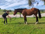 Jeune cheval, 3 ans, Bai; SF, toisera 1.68 -1.72