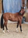 Jeune cheval, 3 ans, Bai; SF, toisera 1.68 -1.72