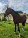 Jeune cheval, 3 ans, Bai; SF, toisera 1.68 -1.72