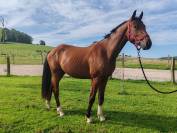 Jeune cheval, 3 ans, Bai; SF, toisera 1.68 -1.72