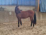 Jeune cheval, 3 ans, Bai; SF, toisera 1.68 -1.72