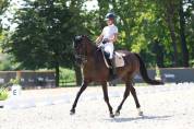 Jument - Selle Francais - Amateur 2 Dressage 