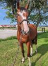 Cheval sport, 3 ans, Bai; SF, toisera 1.70-1.72