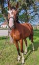 Cheval sport, 3 ans, Bai; SF, toisera 1.70-1.72