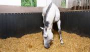 Technical Horse, revêtement caoutchouc pour chevaux