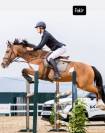 Caballo de Salto para alevín o amateur 