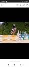 Caballo de Salto para alevín o amateur 