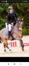 Caballo de Salto para alevín o amateur 
