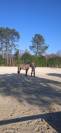 Caballo de Salto para alevín o amateur 
