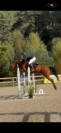 Hongre polyvalent 8 ans 