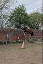 Hongre AES 2022, bai, 1m69, CSO + Dressage
