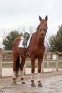 Hongre - Hanovrien - 5 ans - Dressage 