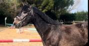 Deux supers chevaux à vendre chez l’élevage du Mas du r