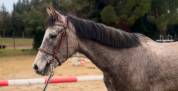 Deux supers chevaux à vendre chez l’élevage du Mas du r