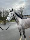 Hongris SF gris de 4 ans 