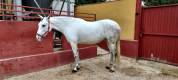 Se vende Yegua Torda Cruzada