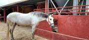 Se vende Yegua Torda Cruzada