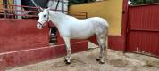 Se vende Yegua Torda Cruzada