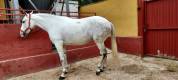 Se vende Yegua Torda Cruzada