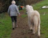 Ponette SHETLAND suitée Plein papiers