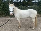 Poney de concour belge 5 ans 