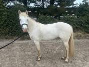 Poney de concour belge 5 ans 