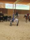 Jument quarter horse