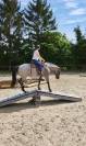 Jument quarter horse