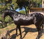 VENTA CABALLO PURA RAZA ESPAÑOLA