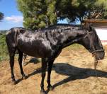 VENTA CABALLO PURA RAZA ESPAÑOLA