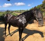 VENTA CABALLO PURA RAZA ESPAÑOLA