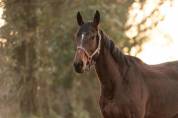 Chevaux de sport et loisirs