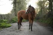 Chevaux de sport et loisirs