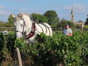 Gitan du Loir percheron née 2016 