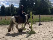 Superbe irish cob PP