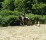 Superbe irish cob PP