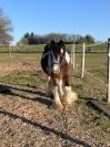 Superbe irish cob PP