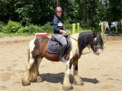 Superbe irish cob PP