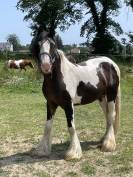 Superbe irish cob PP