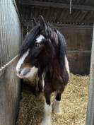 Superbe irish cob PP