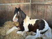 Superbe irish cob PP