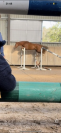Caballo castrado Silla Francés En venta 2021 Pelo de vaca