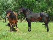 Irish cob 