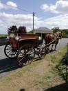 calèche d'attelage pour cheval de trait