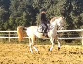 HONGRE PRE PP DRESSAGE HAUT NIVEAU 