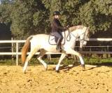 HONGRE PRE PP DRESSAGE HAUT NIVEAU 