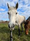 Poney D Connemara PP 