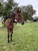 Cheval de compagnie/Famille/Loisir 