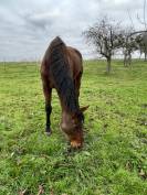 Cheval de compagnie/Famille/Loisir 