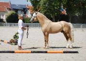 Poney de sport Welsh cob